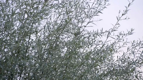 Sparrow perched on the branch of a tree Stock Footage 77934369