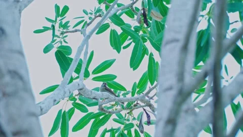 A sparrow perched on a branch where the wind blows. Stock Footage 234698019