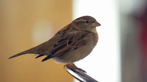 Sparrow perched on chair inside cafe adapted to urban environment Stock Footage 111744567