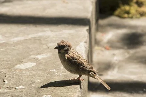 Sparrow perched closeup Stock Photos