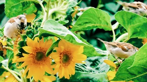 Sparrow perched on a flower branch Stock Footage 217934003