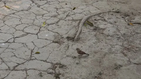 Sparrow Perched Video stock 333921315