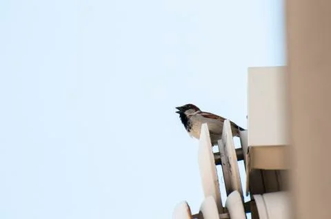 Sparrow perched Stock Photos