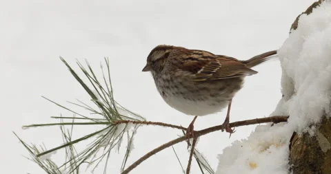 Sparrow Perched on Pine Branch in Snow Stock Footage 148861824