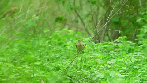 Sparrow perched on plant stem Stock Footage 322727288