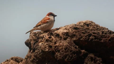 Sparrow Perched on Rock Close Up Vidéo 331226892