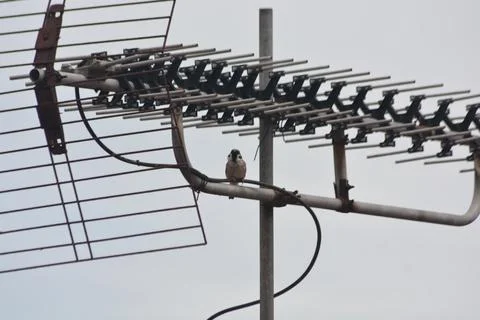Sparrow perched on rooftop antenna facing camera Stock Photos