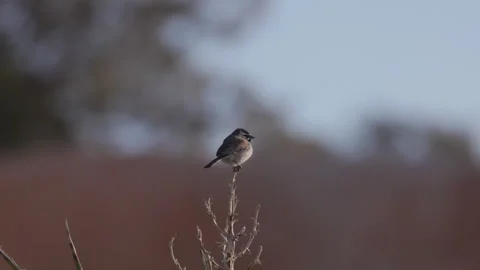 Sparrow perched on a shrub and looking around on a spring morning at joshua tree Stock Footage 345489650