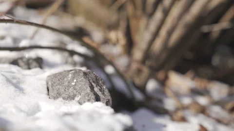 Sparrow Perched on Snowy Surface in Winter Setting | HLG Stock Footage 302485434
