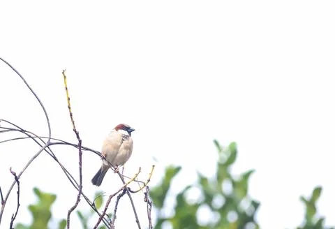 Sparrow Perched on Thin Tree Branch in Nature Stock Photos