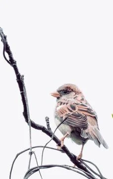Sparrow Perched on Thin Tree Branch in Nature Stock Photos
