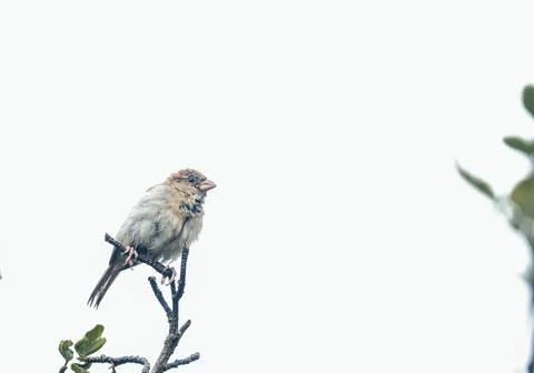 Sparrow Perched on Thin Tree Branch in Nature Stock Photos