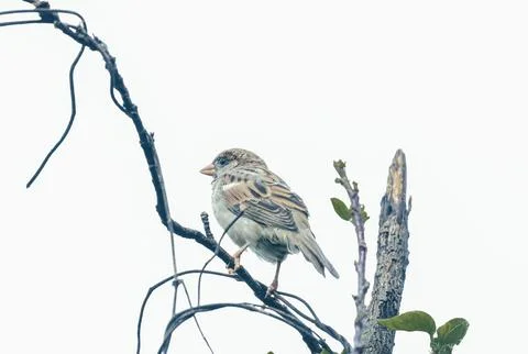 Sparrow Perched on Thin Tree Branch in Nature Stock Photos