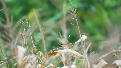 Sparrow Perched on the Tip of Corn Plant Video stock 324978378