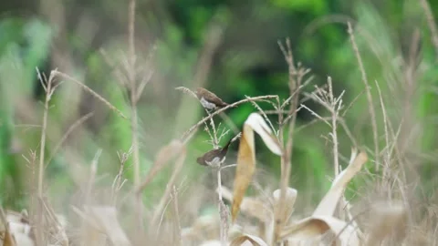 Sparrow Perched on the Tip of Corn Plant Stock Footage 324978416