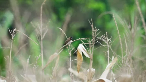 Sparrow Perched on the Tip of Corn Plant Stock Footage 324981196
