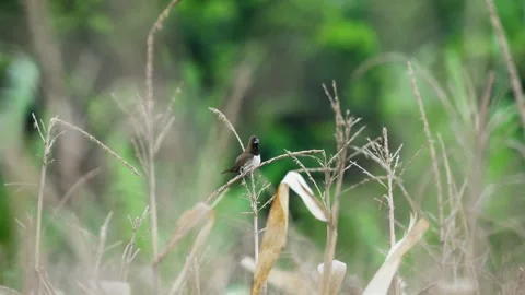 Sparrow Perched on the Tip of Corn Plant Stock Footage 324982837