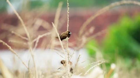 Sparrow Perched on the Tip of Corn Plant Stock Footage 324983966