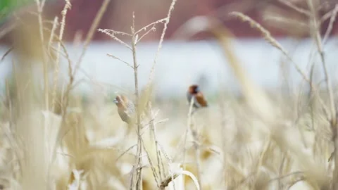 Sparrow Perched on the Tip of Corn Plant Stock Footage 325008688