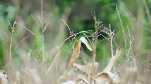 Sparrow Perched on the Tip of Corn Plant Stock Footage 325008706