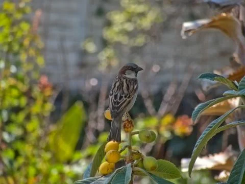 Sparrow perched on top of a fruit tree under the shade Stock Photos