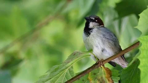 Sparrow Perched on a Tree Branch Stock Photos
