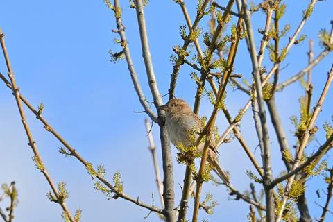 Sparrow perched on a tree branch in spring Fotos Stock