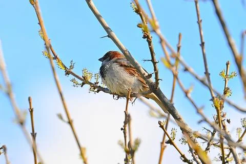 Sparrow perched on a tree branch in spring Fotos Stock