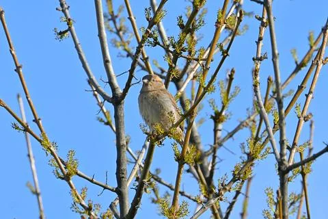 Sparrow perched on a tree branch in spring Stock Photos