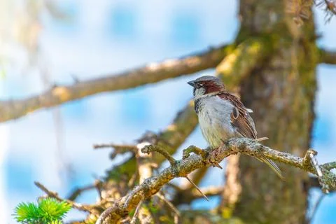 Sparrow perched on a tree branch in sunlit forest setting. The house sparrow Stock Photos