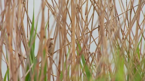 Sparrow perching on dry grass Stock Footage 57815677