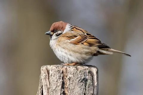 Sparrow perching on log Foto stock