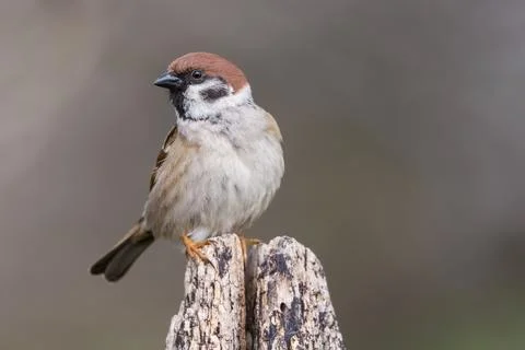 Sparrow perching on log Stock Photos