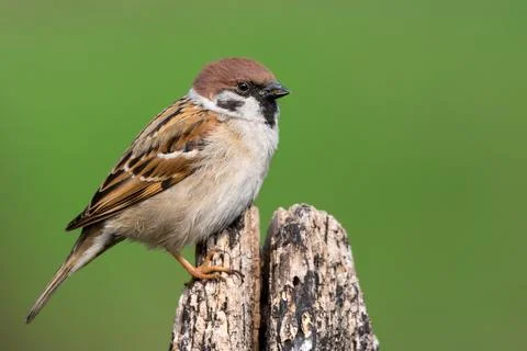 Sparrow perching on log Stock Photos