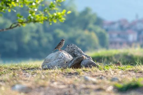 Sparrow perching on rocks observing rural landscape Stock Photos