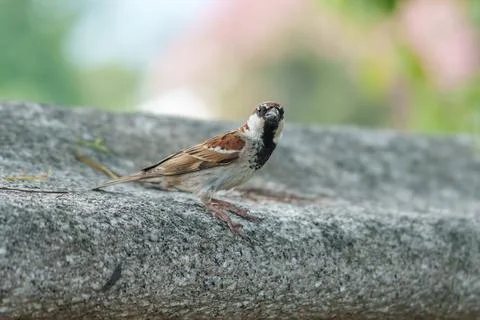 Sparrow perching on stone wall looking directly Stock Photos