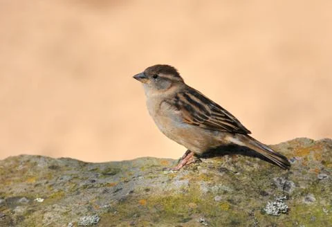 Sparrow Stock Photos