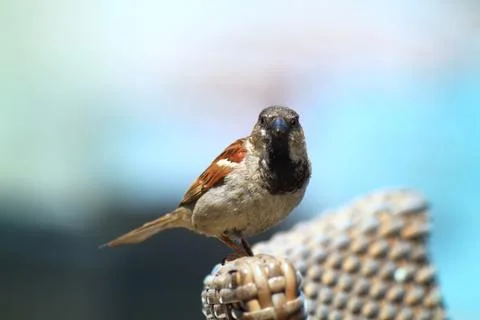 Sparrow Stock Photos