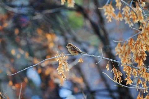 Sparrow Stock Photos