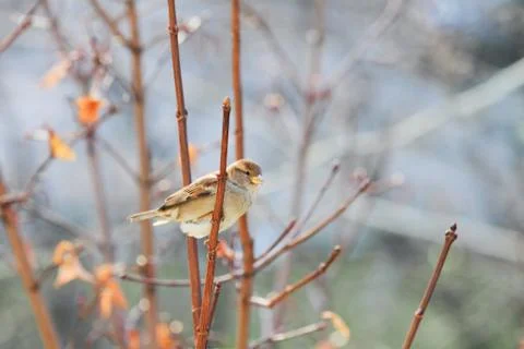 Sparrow Stock Photos