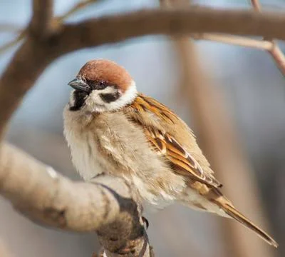 Sparrow Foto stock