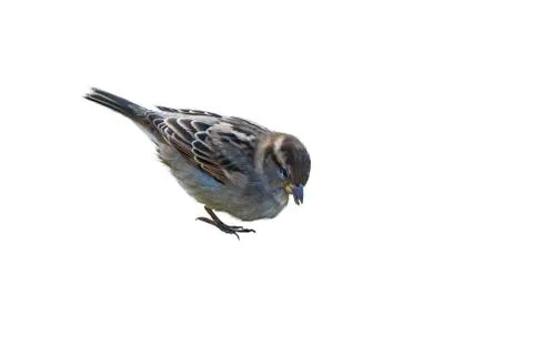 Sparrow Stock Photos