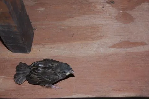 Sparrow Stock Photos