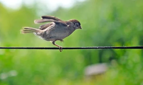 Sparrow Stock Photos