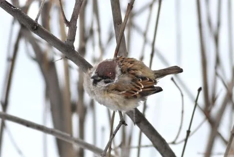 Sparrow Photos