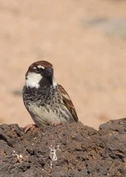Sparrow Stock Photos