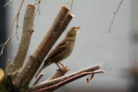 Sparrow Stock Photos