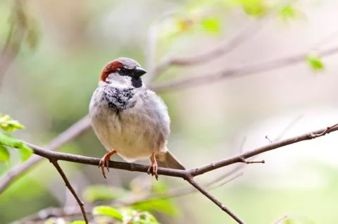Sparrow Stock Photos