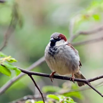 Sparrow Stock Photos