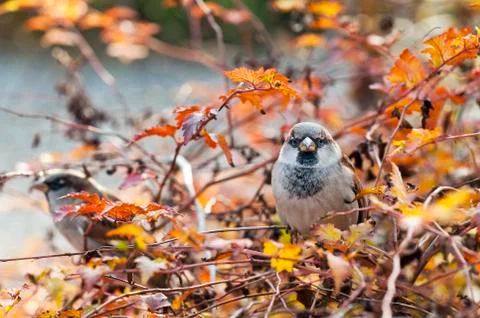 Sparrow Stock Photos